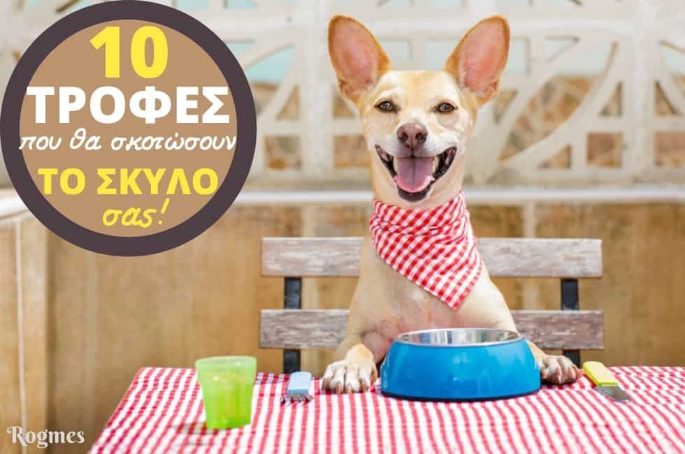 10 Επικίνδυνες Τροφές Που Μπορούν Να Σκοτώσουν Το Σκύλο Σας!